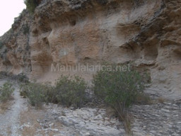 Rambla Perea-Mula 2018